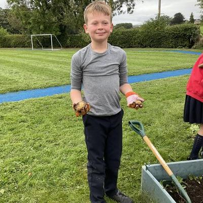 Science - How do potatoes grow?