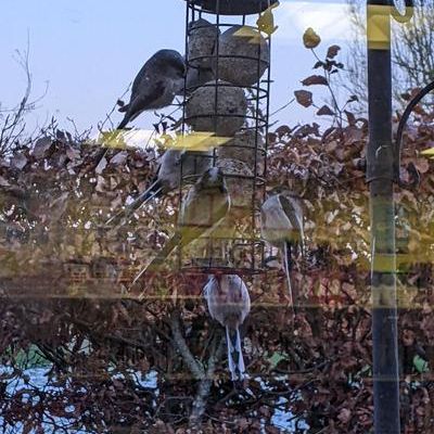 RSPB Birdwatch 2023